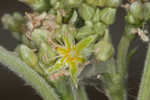 Longleaf buckwheat